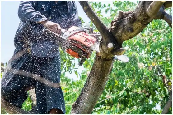 tree services New Richmond